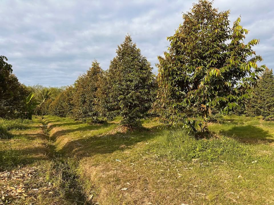 Đất Vườn 10.000m² Dak Lua, Tân Phú - Sinh thái xanh, đầu tư dài hạn!