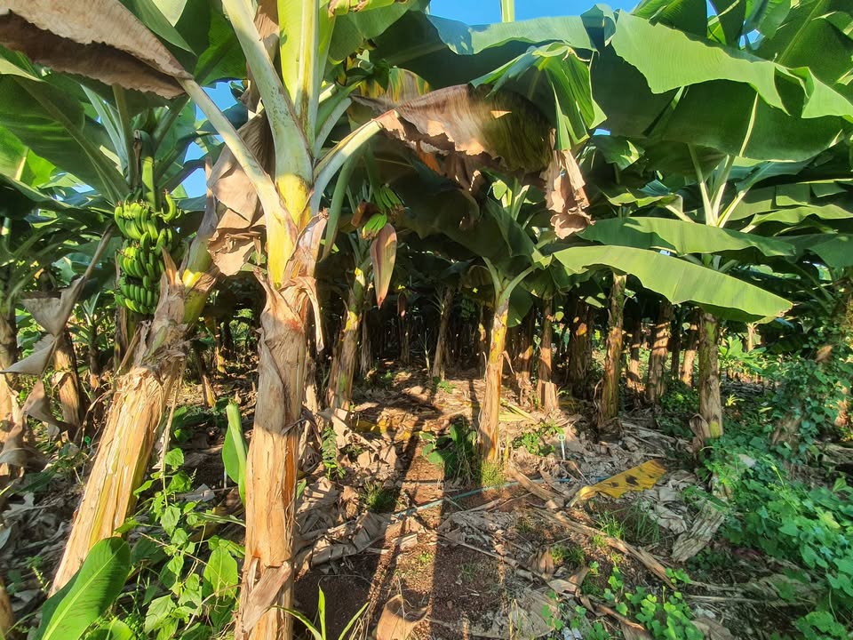 Farm Sông Trầu Đồng Nai 17.000m² 6.63 tỷ - Sổ đỏ chính chủ