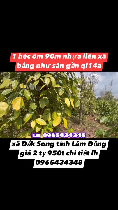 Bán Đất Nền 10.000m² MT 90m Nhựa Huyện Bù Đăng, Bình Phước - Giá 2.95 Tỷ