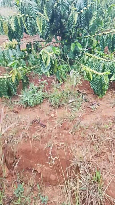 Đất vườn Nâm N'Jang Đắk Nông 9000m² - Sổ đỏ chính chủ, giá tốt!