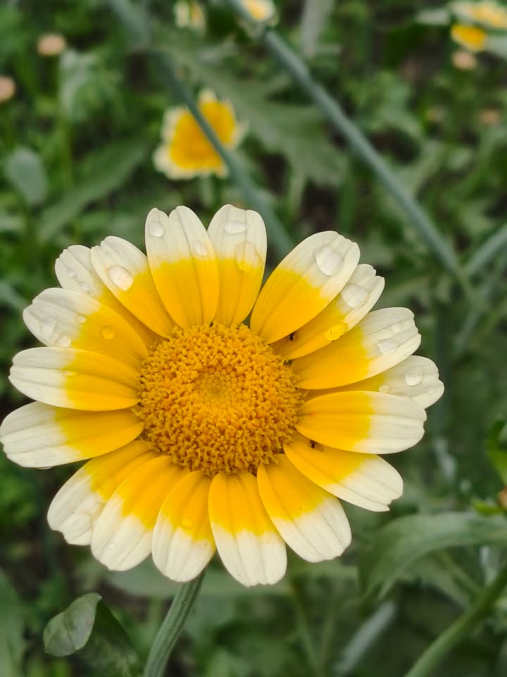 Đất Nền Thôn 9 Hải Đông Móng Cái 89m² - Giá Tốt Đầu Tư