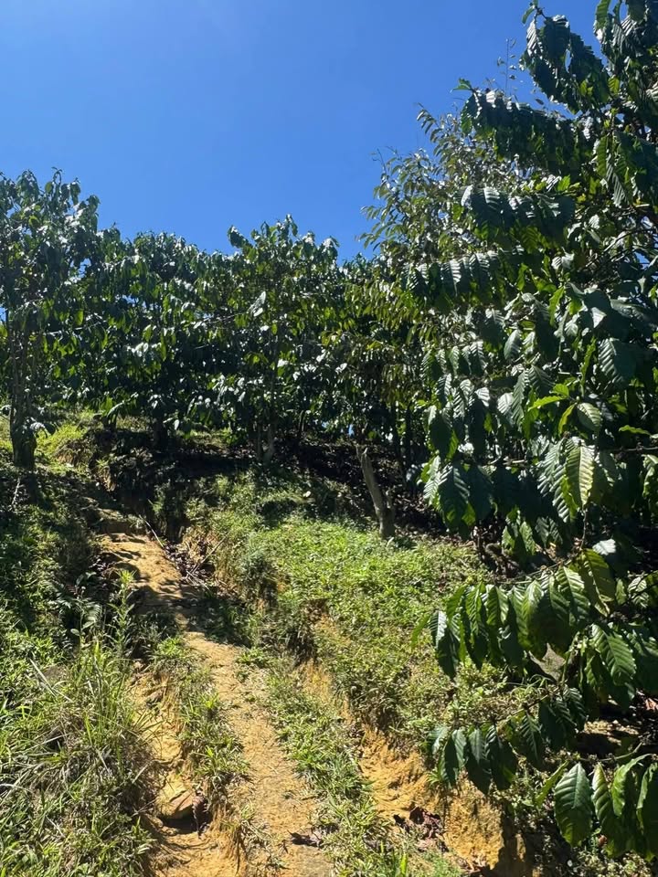 Bán Gấp Đất Vườn Đại Lào, Bảo Lộc - 10.000m² Giá Đầu Tư 260 Triệu/Sào