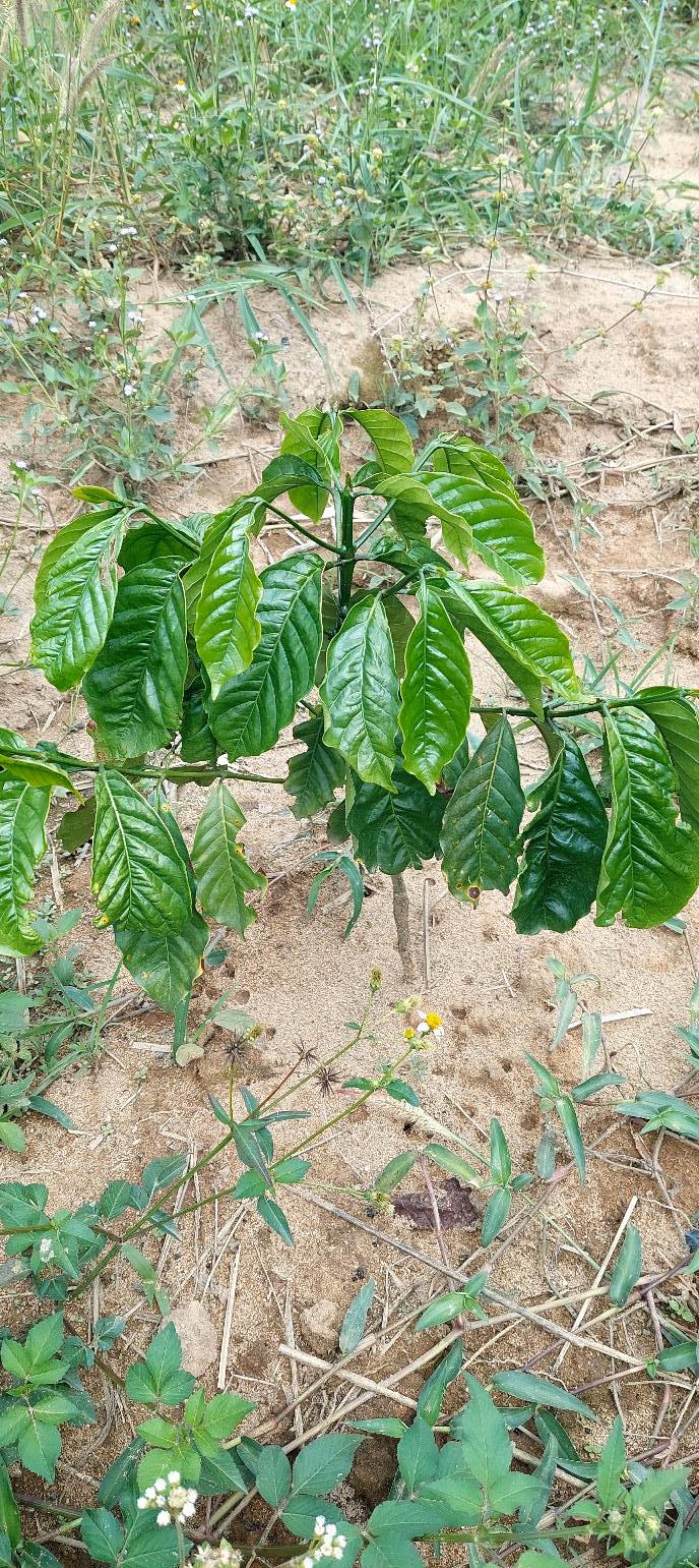 Bán Farm nghỉ dưỡng Đắk Tơ Lung 2.3ha - Sổ hồng sẵn, giá chỉ 1 tỷ!