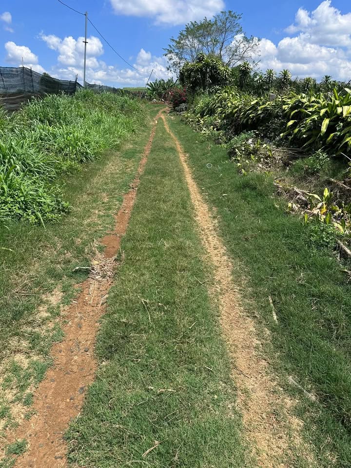 Bán đất 1600m² Hòa Ninh, Di Linh - Sổ đỏ sẵn, giá 1.15 tỷ