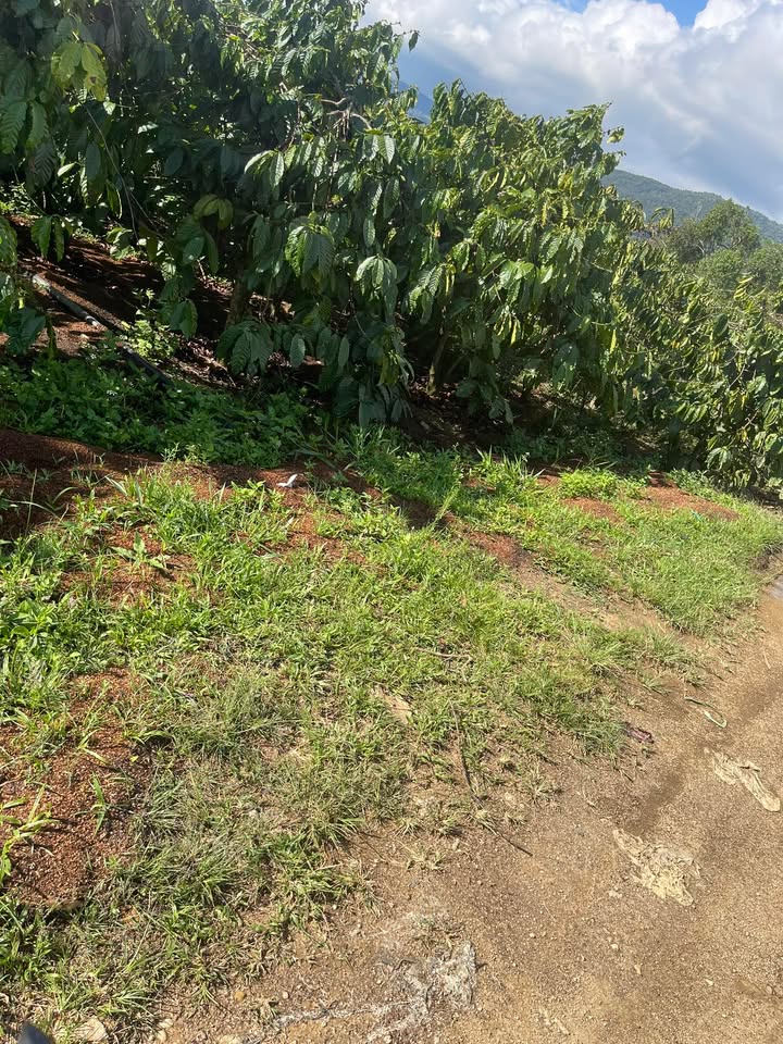 Đất Vườn Đà Lạt 28000m² - Sổ Thu, 2 Mặt Đường - Giá Đầu Tư 2.5 Tỷ