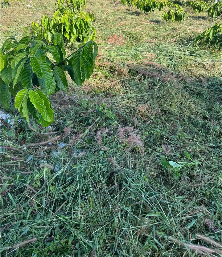 Bán 15.000m² Đất Đam Rông, Lâm Đồng - Sẵn Sàng Đầu Tư Lâu Dài