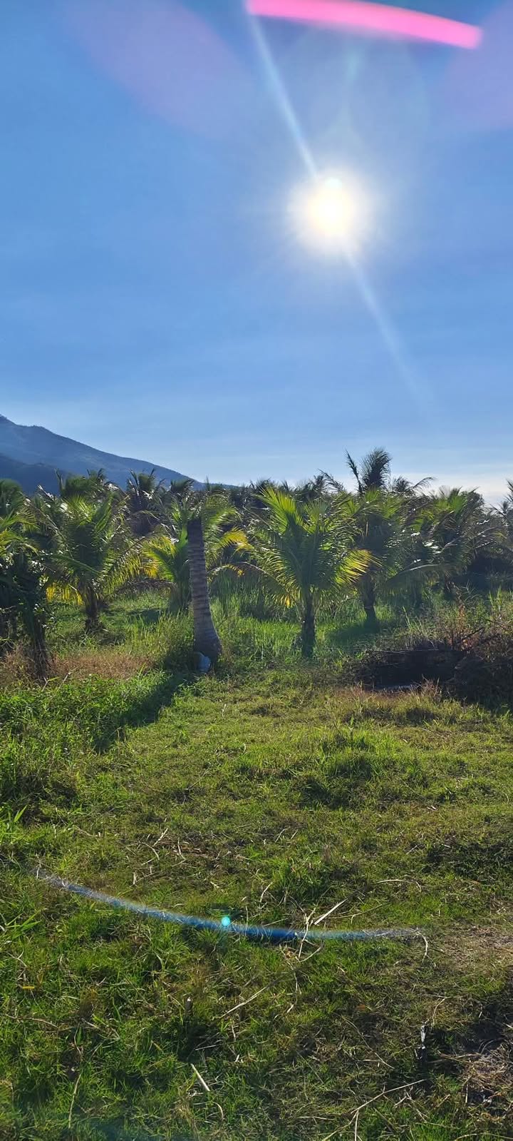 Đất vườn Hồng Sơn 468m² giá 115 triệu - Nghỉ dưỡng lý tưởng!