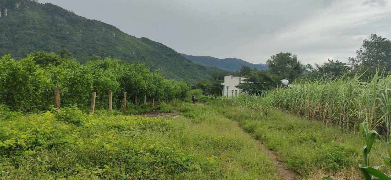 Đất nền Ninh Tây 866m² QL26 - Pháp lý rõ ràng, đầu tư sinh lời!