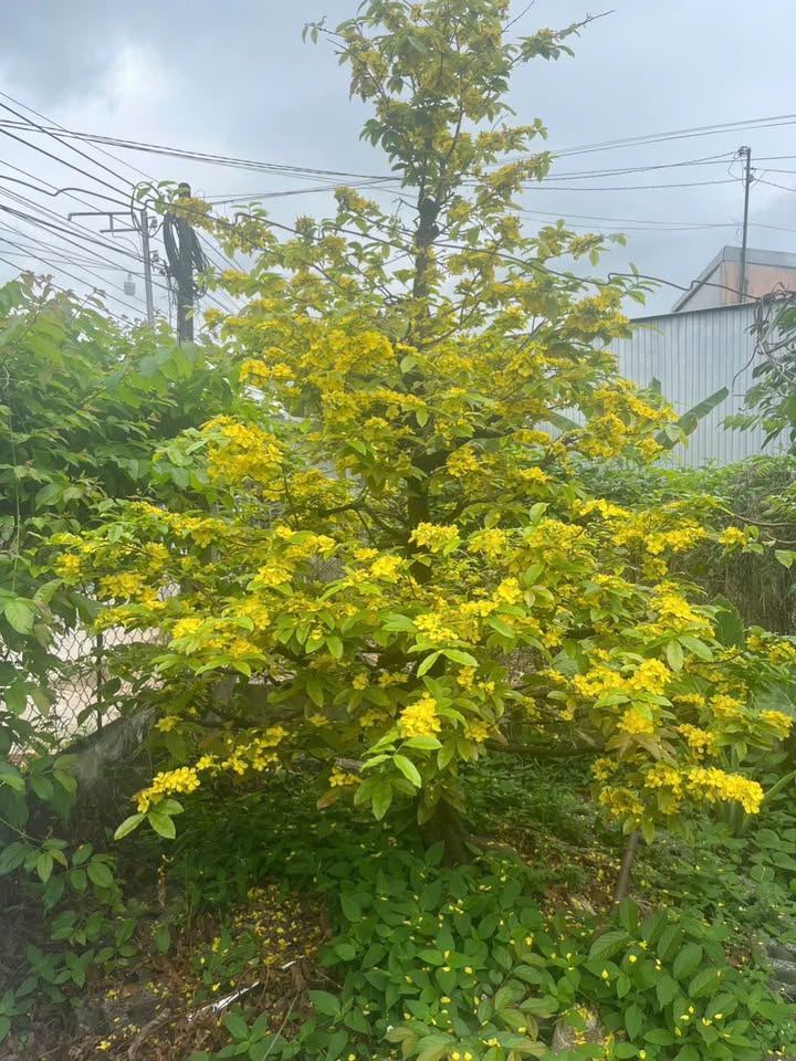 Nhà Nhỏ Xinh Phường Cái Vồn 10m² - Giá 239 Triệu