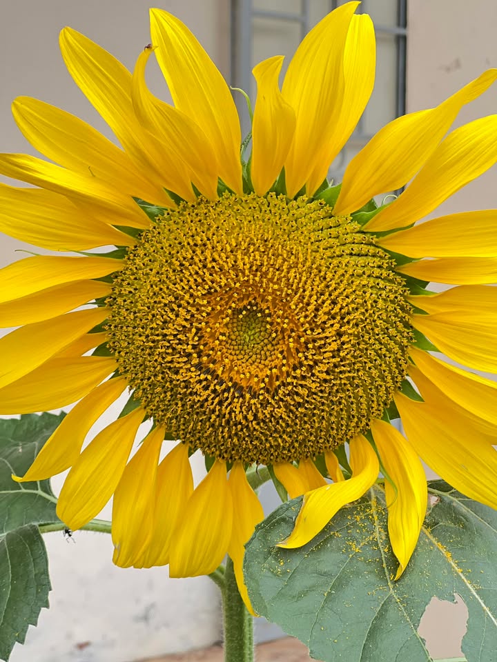 Nhà riêng Ninh Diêm, Ninh Hòa 106m² - Đường ô tô, giá từ 1 tỷ đồng!