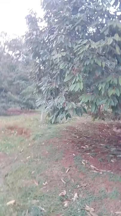 Bán rẫy sầu riêng Ea H'leo Đắk Lắk 1.2ha - Đầu tư sinh lời ngay!