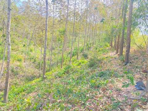 Bán đất rẫy farm 5 hecta Kon Tum - Sẵn sàng khai thác, tiềm năng sinh lời