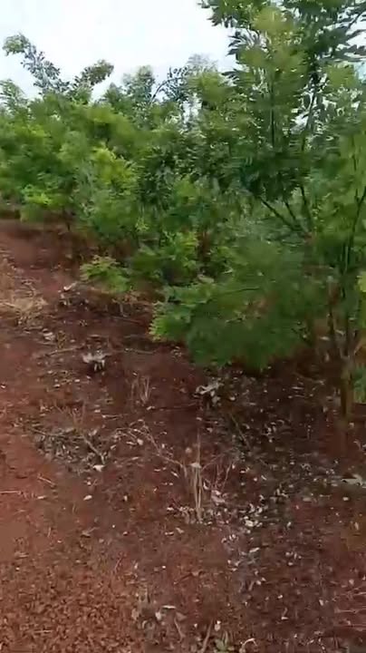 Bán Gấp 1ha Đất Trồng Hòe Xã Ia Le, Gia Lai - Sẵn Sàng Đầu Tư