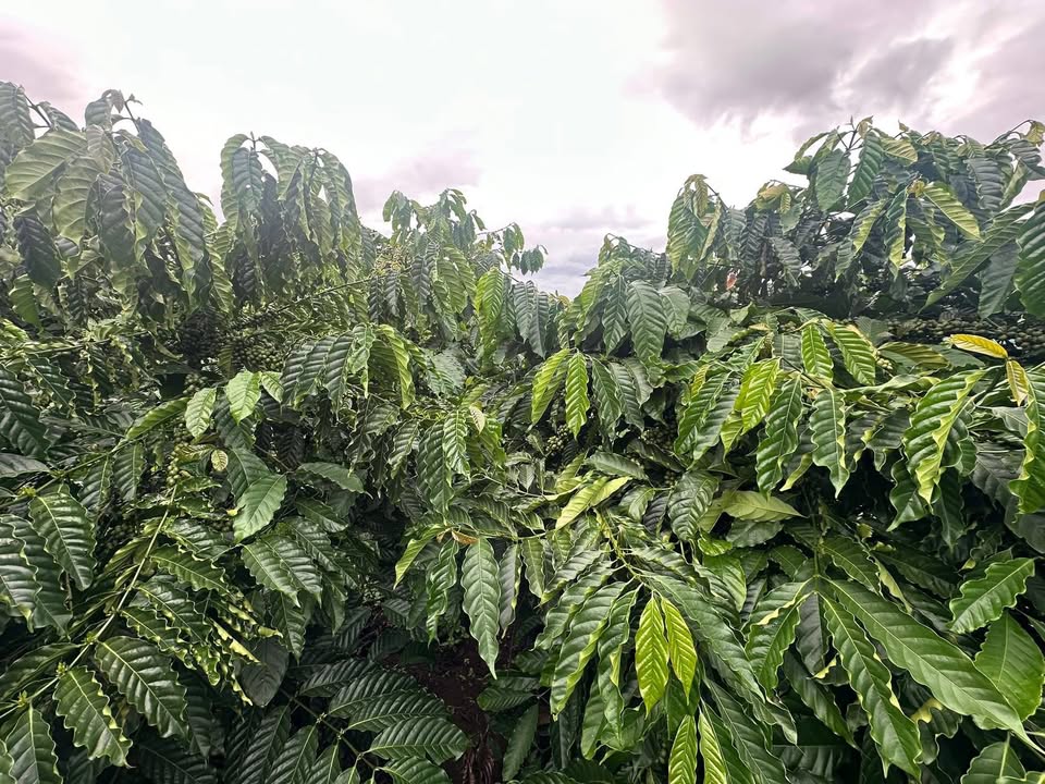 Bán Gấp Đất Vườn 2880m² Sổ Hồng Tại Hà Lòng, Đak Đoa, Gia Lai - Giá Tốt