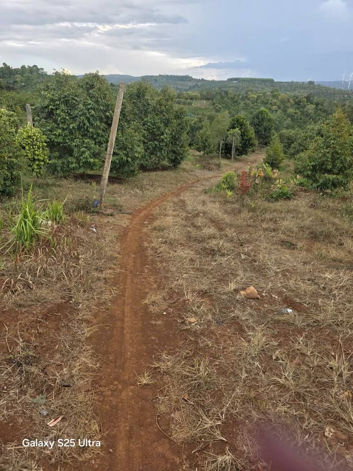 Đất vườn sầu riêng Krông Búk 2.4ha, 8.4 tỷ - Sổ hồng rõ ràng!