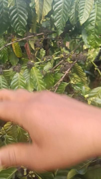 Bán Gấp Đất Vàng 12020m² Mặt Đường Bê Tông Tuy Đức, Đắk Nông - Giá Tốt 1.25 Tỷ