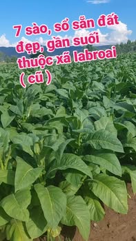 Đất vườn Ia Broăi, Ia Pa, Gia Lai 2520m² - Đầu tư dài hạn!