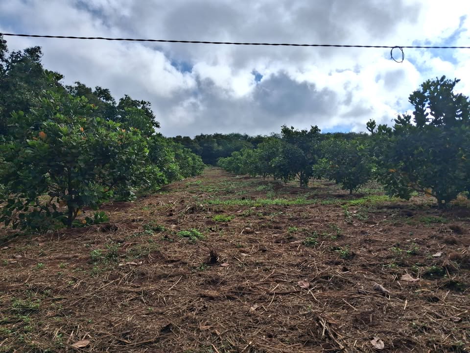 Đất nền Cẩm Mỹ Đồng Nai 4ha – Sổ hồng chính chủ, tiềm năng tăng giá!