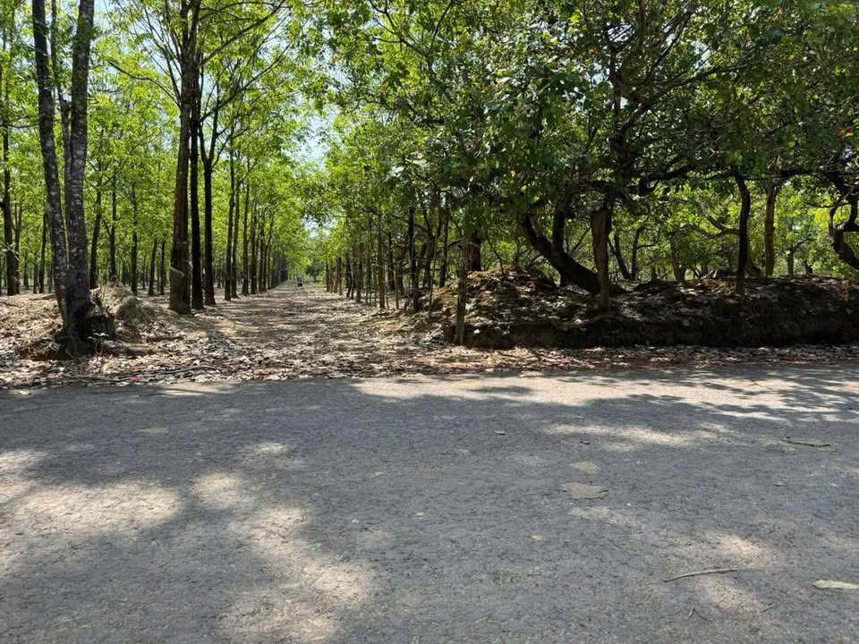 Đất Vườn Điều 4200m² - Xã Phước Thiện, Bù Đốp - Giá Tốt 600 Triệu