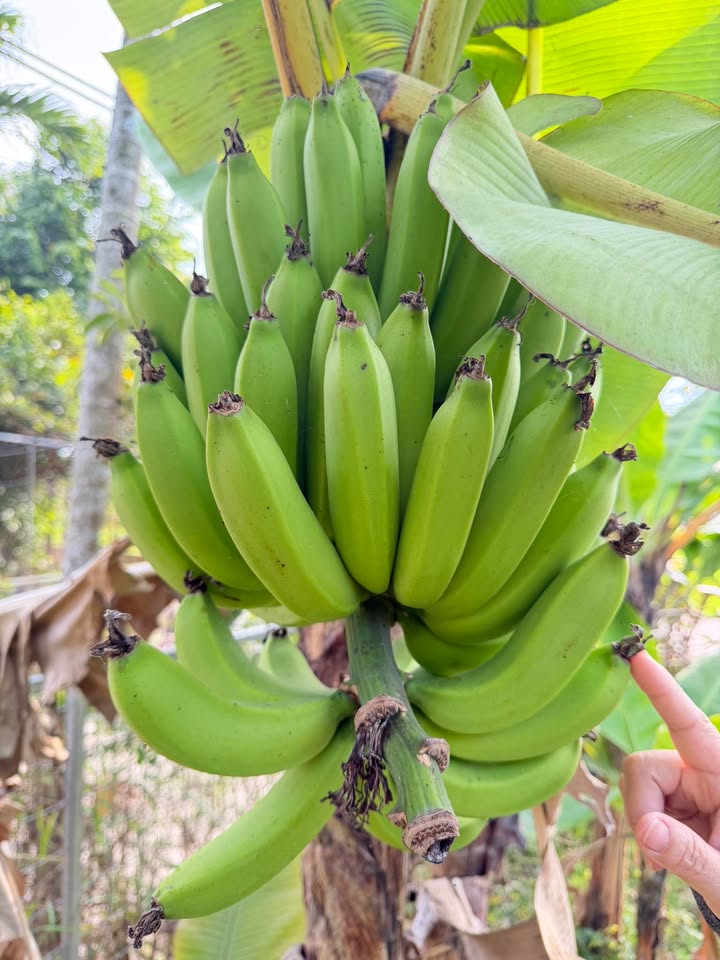 Đất nền Hòa Tiến Hòa Vang 100m² 1.1 tỷ - Sổ đỏ chính chủ!