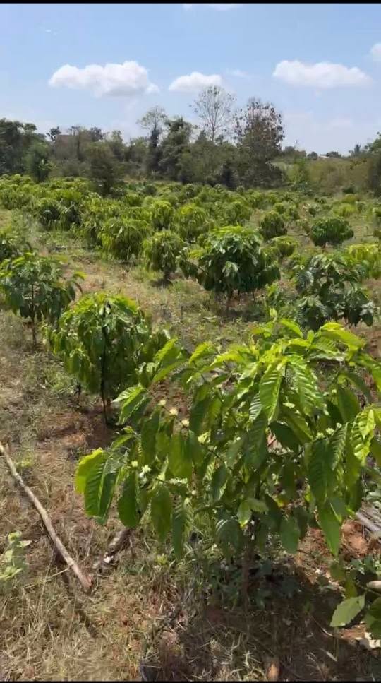 Farm 4.5ha Đắk Lắk - Ôm Suối Lớn, Đất Đỏ Màu Mỡ, Giá Đầu Tư 8.1 Tỷ