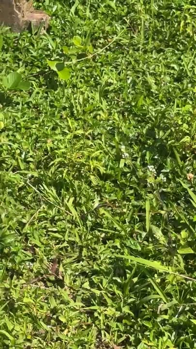 Đất nền Thị trấn Nam Phước 148m² - Sổ hồng chính chủ!