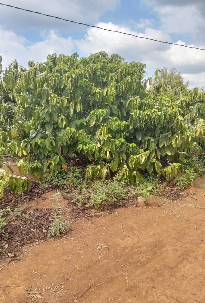 Bán Rẫy Cà Phê 1.1ha Ia Grai - Sẵn Sàng Thu Hoạch, Giá Tốt 2.2 Tỷ