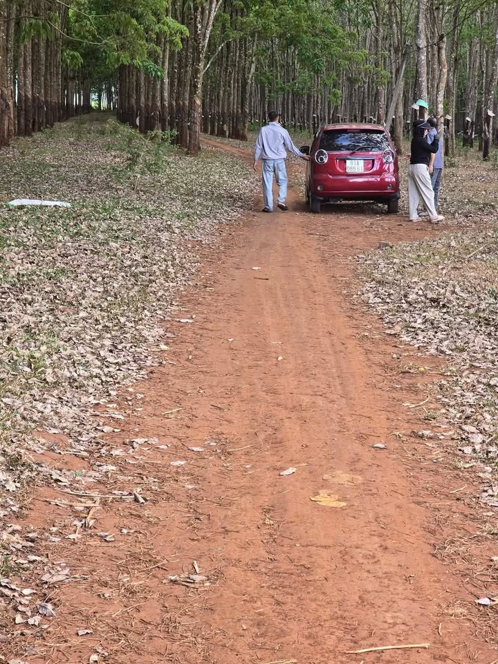 Đất Vườn Kon Gang 3ha – Giá Đầu Tư Tốt, Sổ Hồng Rõ Ràng!