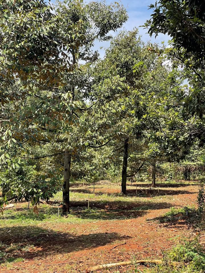 Bán Gấp 3.5ha Đất Đỏ Bazan Gia Lai - Vườn Cây Trái Ngọt, Thu Nhập Ổn Định