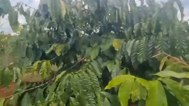 Đất Vườn Gia Lai 2160m² - 40 Cây Sầu Riêng Kinh Doanh Giá Tốt