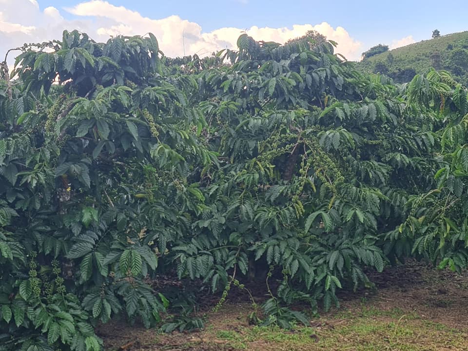 Bán Gấp 4.75 Ha Đất Vườn Đắk Nia, Gia Nghĩa - Sổ Đỏ Riêng, Thu Nhập Ổn Định