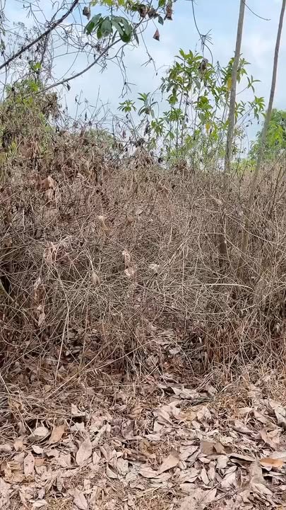 Đất nền Dầu Tiếng 336m² giá 500 triệu - Pháp lý rõ ràng!