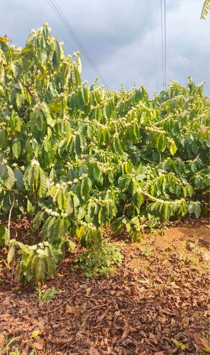 Đất Vườn Chư Sê 4.5ha - 9 Tỷ, Đầu Tư Sinh Lời Vượt Trội!