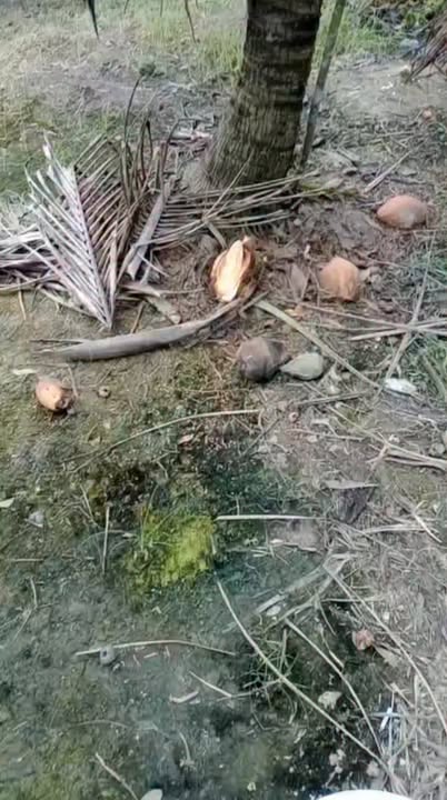 Bán 6000m² Đất Vườn Vũng Liêm - Trồng Dừa Trái, Xe Hơi Tới Đất