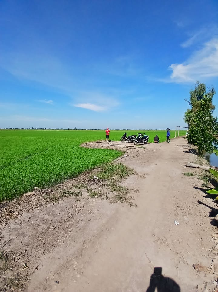 Bán Gấp 60.000m² Đất Ruộng 3 Vụ Mặt Tiền 200m - Xã Phú Đức, Tam Nông, Đồng Tháp