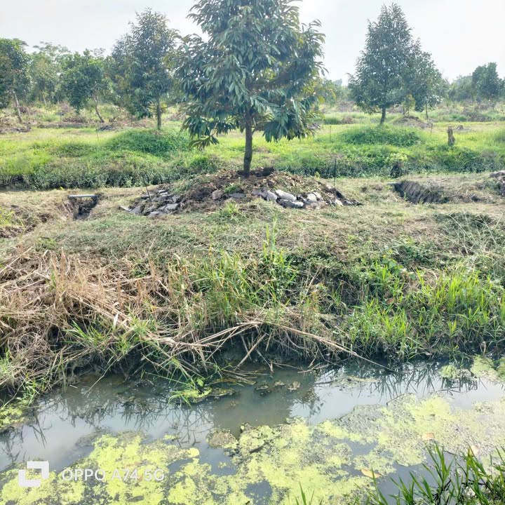 Đất vườn Phụng Hiệp Hậu Giang 17.500m² 5.25 tỷ - Sổ hồng rõ ràng