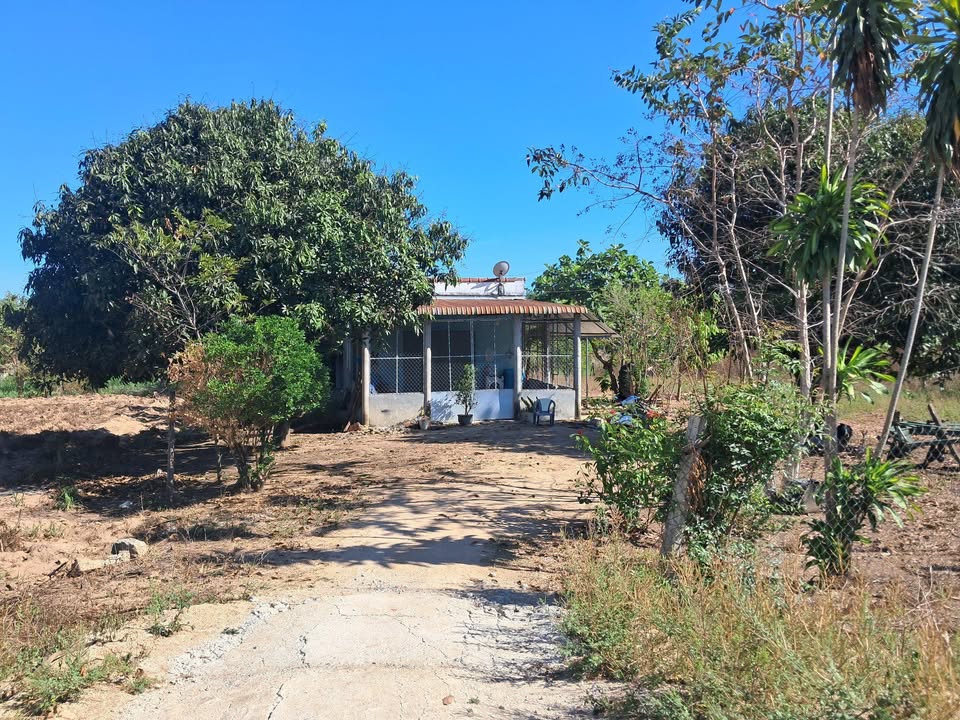 Bán Đất Vườn 1067m² Tỉnh Ninh Thuận - Giá 1.5 Tỷ, Sẵn Nhà Cấp 4