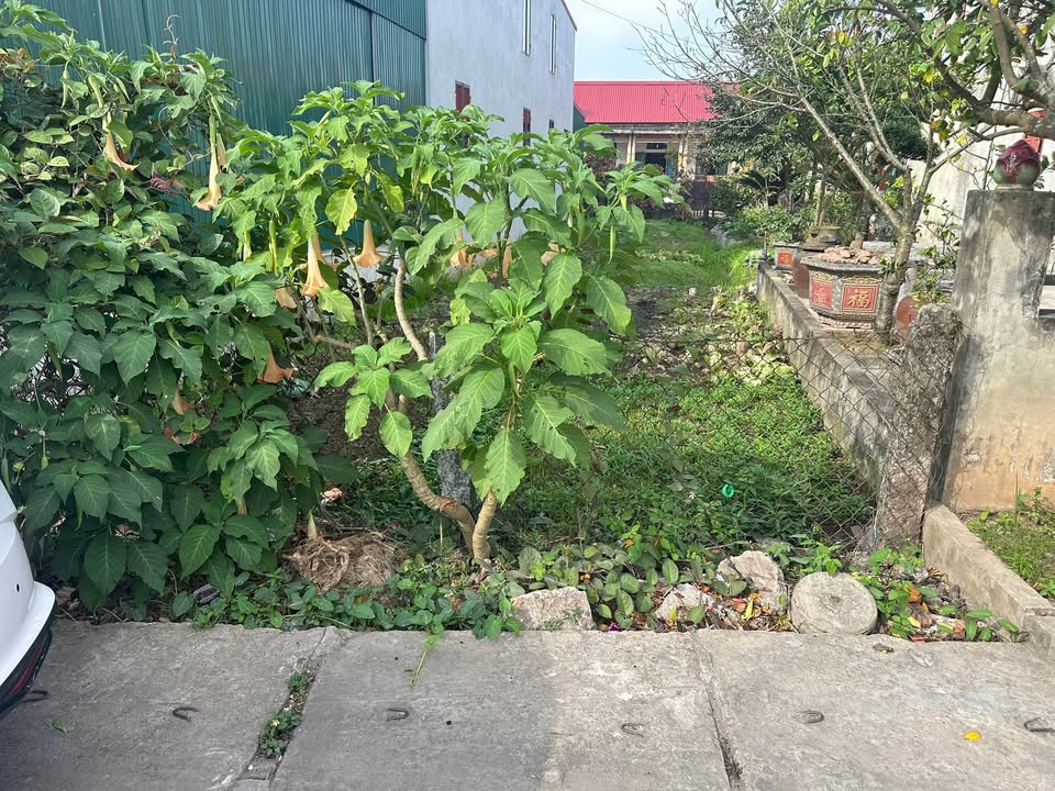 Đất nền Xã Nghĩa Lạc, Nghĩa Hưng 110m² - Sổ đỏ chính chủ!