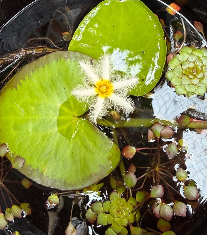 Bán Đất Hóc Môn 144m² - Giá Tốt 850 Triệu - Sổ Riêng