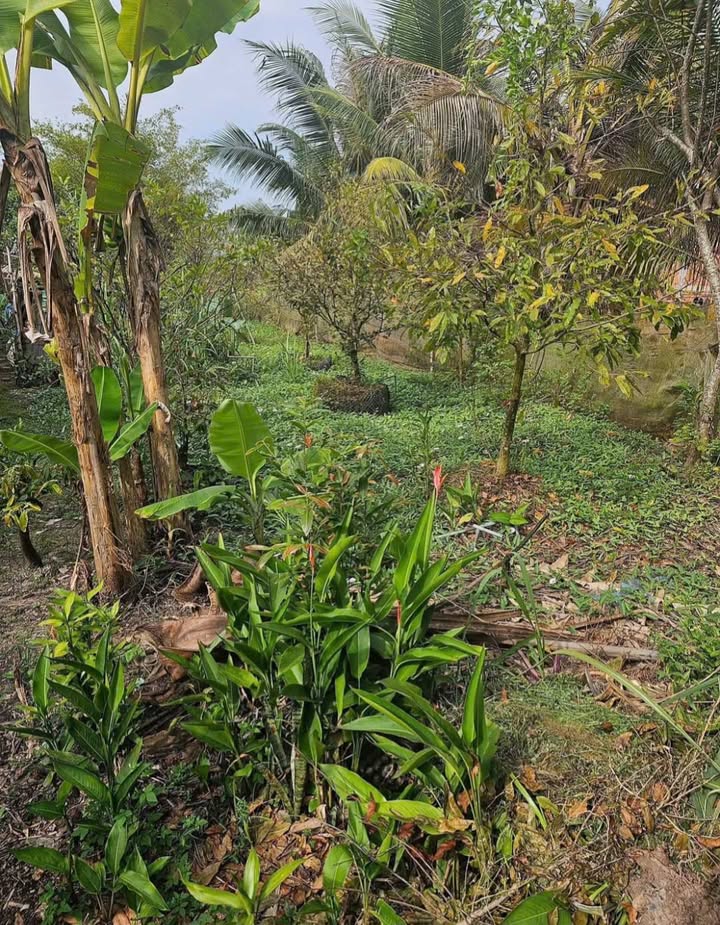 Bán Nền Thổ Cư 60m² Mỹ Hạnh Trung Cai Lậy - Sổ Đỏ Sẵn Sàng