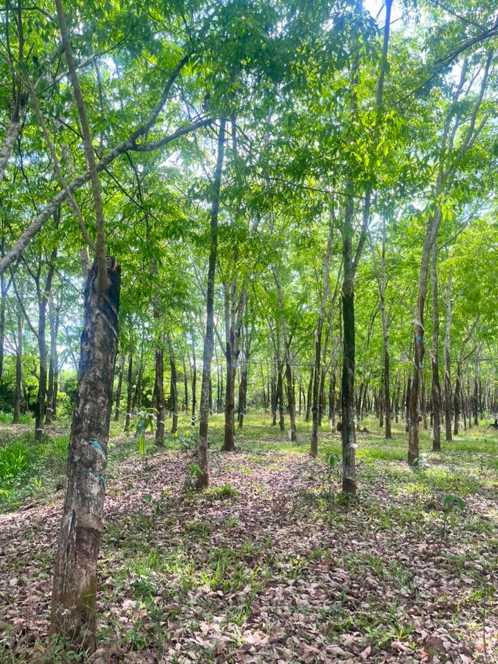 Đất nền Phú Túc, Định Quán 7300m² - Tiềm năng tăng giá vượt trội!