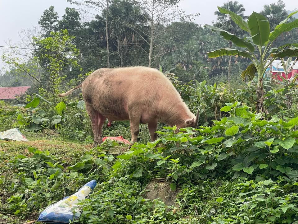 Đất nền An Tường, Tuyên Quang 115m² giá 800 triệu - Tiềm năng tăng giá!