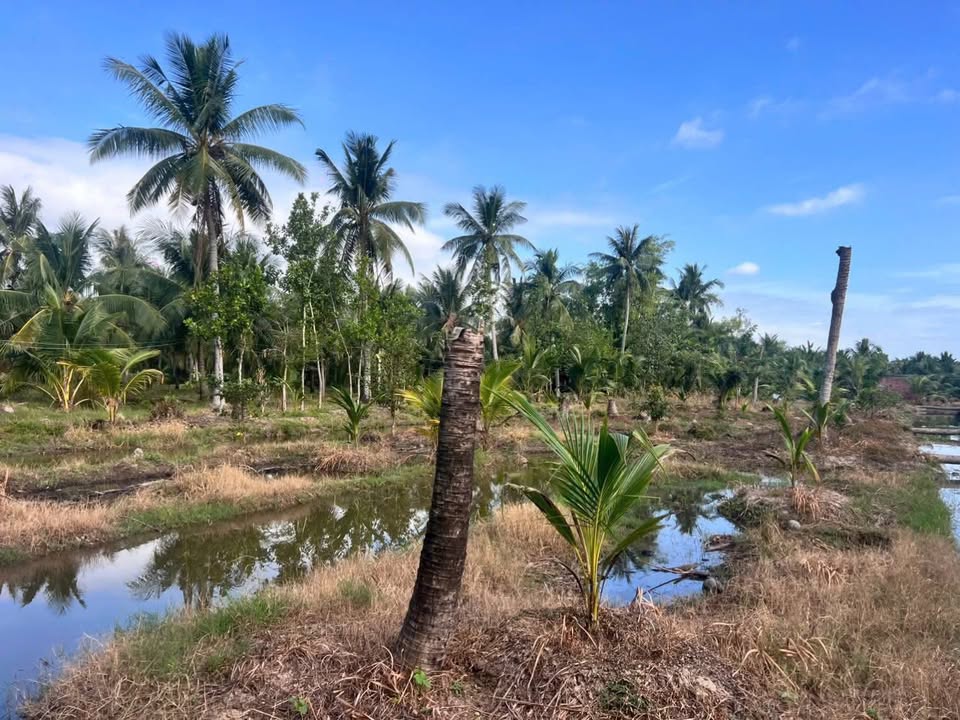 Đất vườn Bình Đại 5200m² - Giá đầu tư tốt, Sổ hồng sẵn!