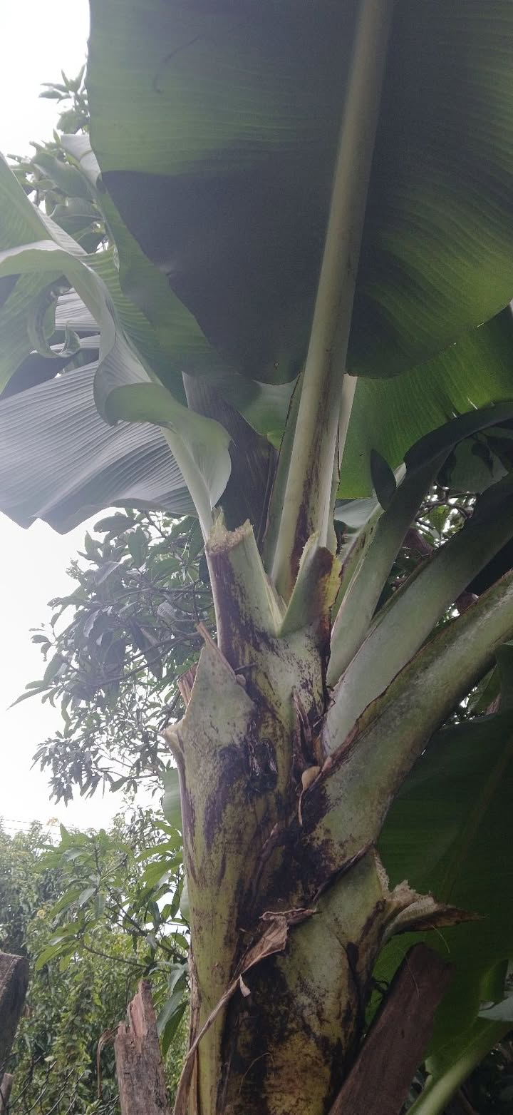 Bán Đất Mặt Tiền Cam Hiệp Nam 155m² Sổ Đỏ Chính Chủ