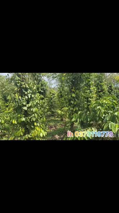 Bán Gấp Đất Vườn 3240m² Xã Đạ Nhim, Lạc Dương - Sổ Hồng Riêng, Giá 2.5 Tỷ