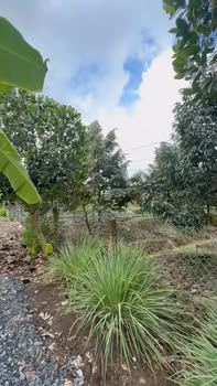 Bán Gấp 3000m² Đất Vườn Sầu Riêng Cai Lậy - Sổ Đỏ Chính Chủ 2.1 Tỷ