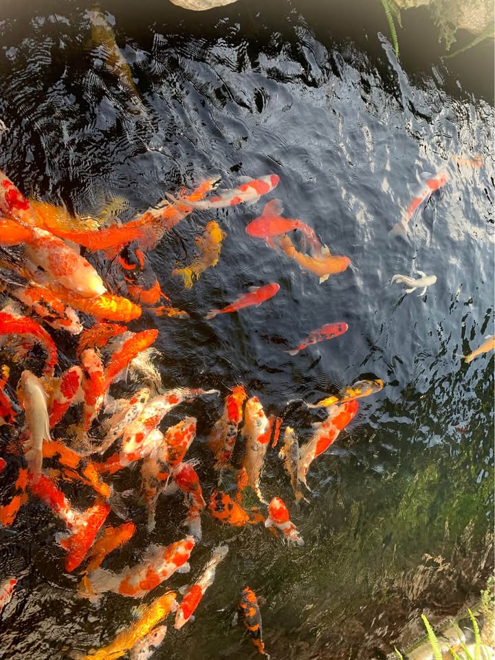 Đất Vàng Đà Nẵng: Mặt Tiền Phạm Văn Bạch, Hải Châu – 108m² – Nhỉnh 11 Tỷ – Tiềm Năng Đầu Tư Vượt Trội