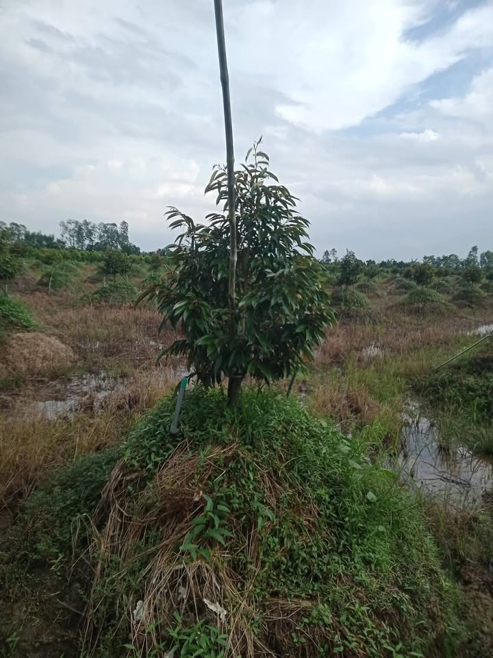 Bán Đất Vườn 16.000m² Bình Chánh - Sổ Đỏ, Mặt Tiền Kênh 50m