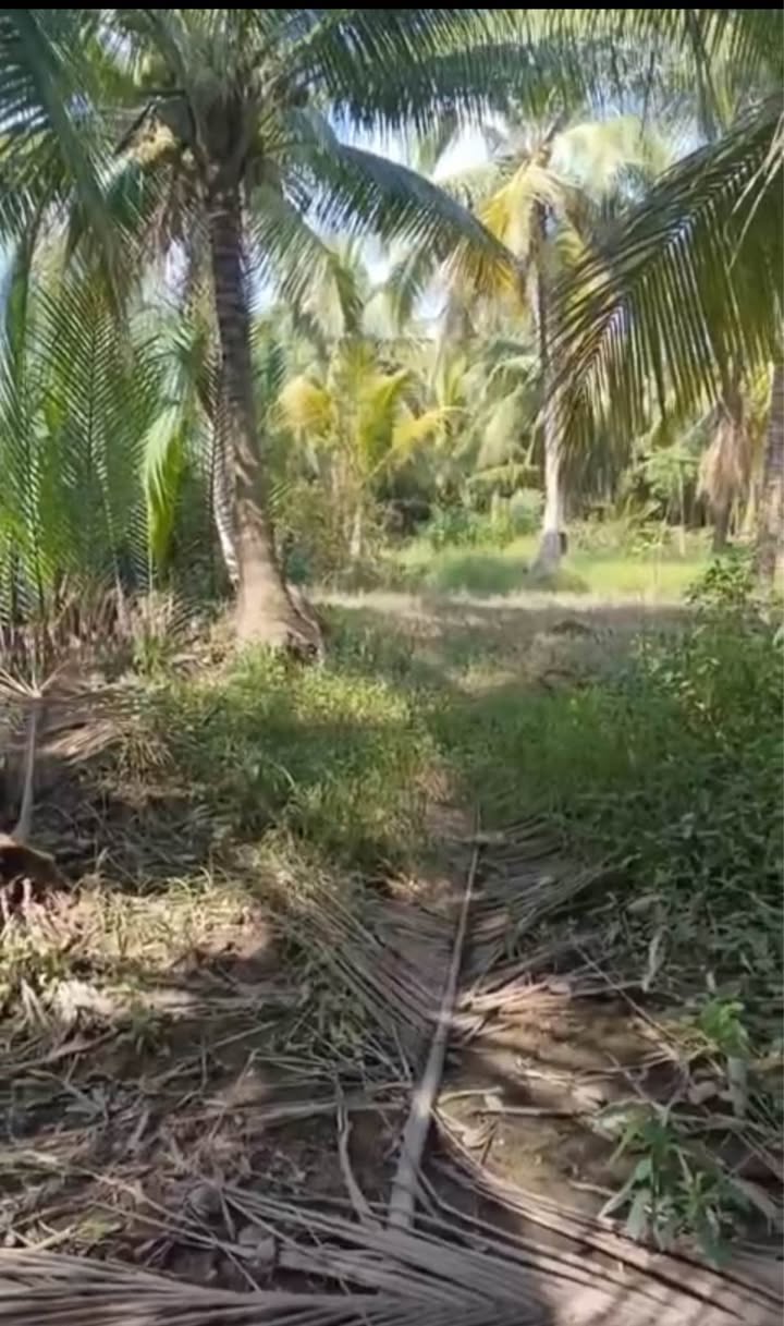 Bán Đất Vườn Bến Tre 2800m² - Giá 350 Triệu/Công, Sẵn Sàng Xây Dựng