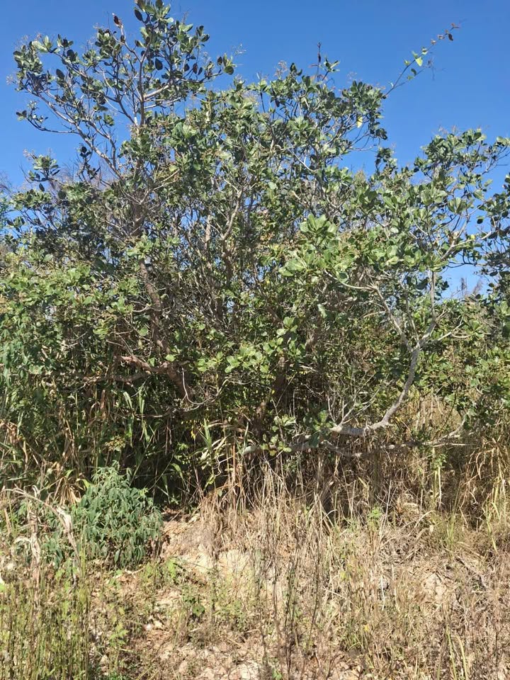 Đất nền Ea Khal 3276m² - Sổ đỏ chính chủ, tiềm năng tăng giá!